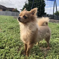Chihuahua