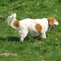 Nederlandse Kooikerhondje