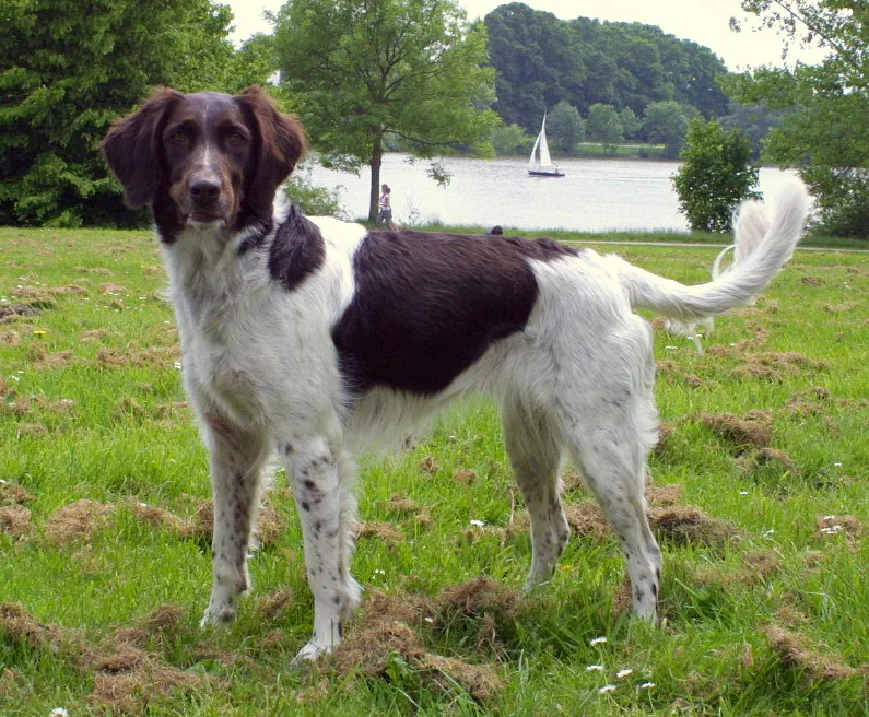 Small Munsterlander dog, photographed by Edit by Pharaoh Hound, original photo uploaded by Caronna