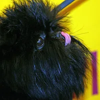 Affenpinscher, picture 8 of 9
