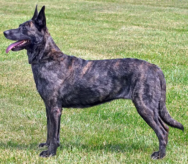 A Dutch Shepherd