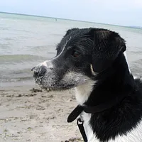 Danish-Swedish Farmdog