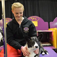 Cardigan Welsh Corgi
