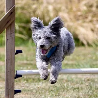 Pumi, picture 6 of 10