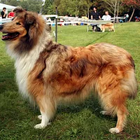 Collie