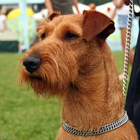 Irish Terrier, picture 4 of 8