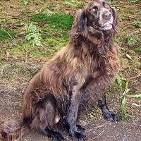 Deutscher Wachtelhund, picture 2 of 9