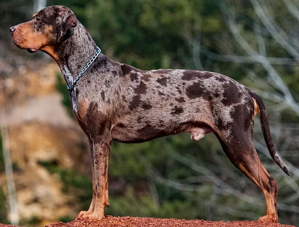 American Leopard Hound