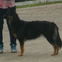 Bohemian Shepherd