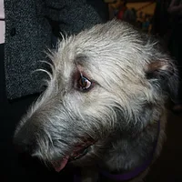 Irish Wolfhound, picture 6 of 7