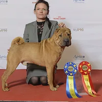 Chinese Shar-Pei