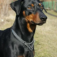 German Pinscher