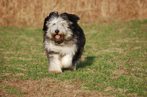 A Polish Lowland Sheepdog
