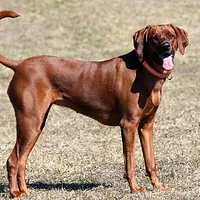 A Redbone Coonhound dog