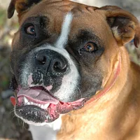 Boxer, picture 8 of 9