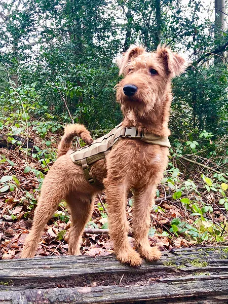 A Irish Terrier