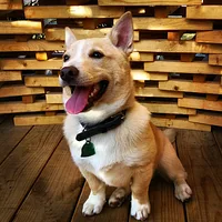 Swedish Vallhund, picture 4 of 10