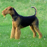 A Airedale Terrier dog