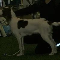Irish Red and White Setter, picture 10 of 10