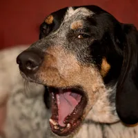 Bluetick Coonhound, picture 6 of 10