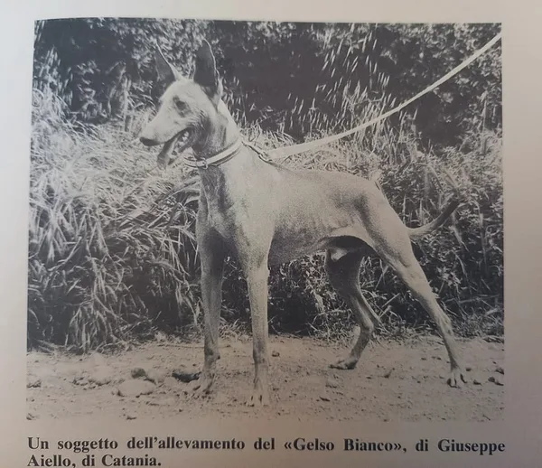 Cirneco dell'Etna