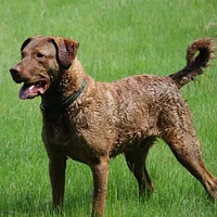 A Chesapeake Bay Retriever dog
