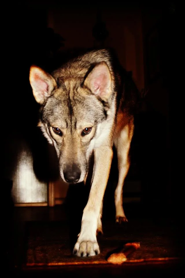 Czechoslovakian Vlcak