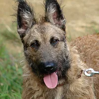 Belgian Laekenois, picture 3 of 9
