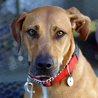 Rhodesian Ridgeback, picture 2 of 6