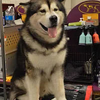 Alaskan Malamute