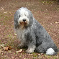 Old English Sheepdog, picture 3 of 9