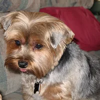 Yorkshire Terrier, picture 4 of 4