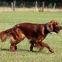 Irish Setter, picture 3 of 7