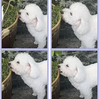 Bichon Frise