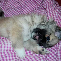 Tibetan Spaniel, picture 8 of 10
