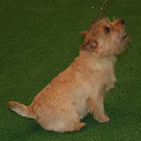Norwich Terrier, picture 5 of 10