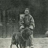 Tibetan Mastiff, picture 10 of 10