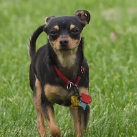Manchester Terrier (Toy), picture 4 of 9