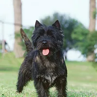 Cairn Terrier, picture 3 of 9