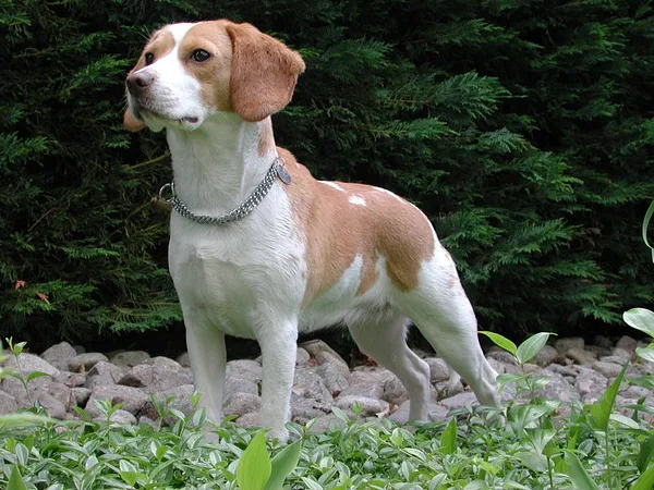 A Beagle