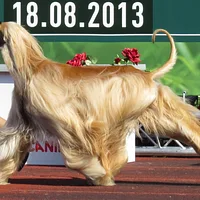 Afghan Hound, picture 6 of 7