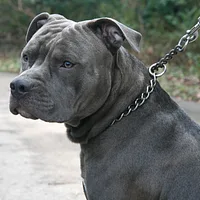 American Staffordshire Terrier, picture 8 of 10