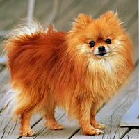 German Spitz, picture 2 of 9