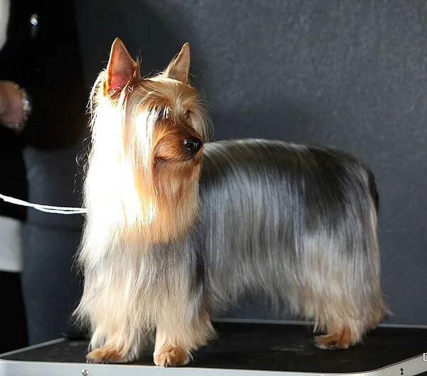 A Silky Terrier