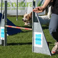Russell Terrier, picture 9 of 9