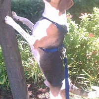 Treeing Walker Coonhound, picture 5 of 10