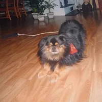 Tibetan Spaniel, picture 7 of 10