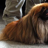 Pekingese, picture 5 of 7