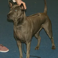 Thai Ridgeback, picture 5 of 9