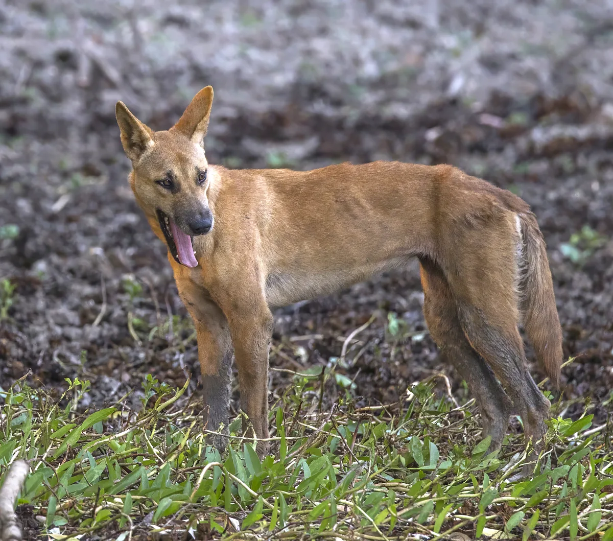 Carolina Dog dog, photographed by Charles J. Sharp